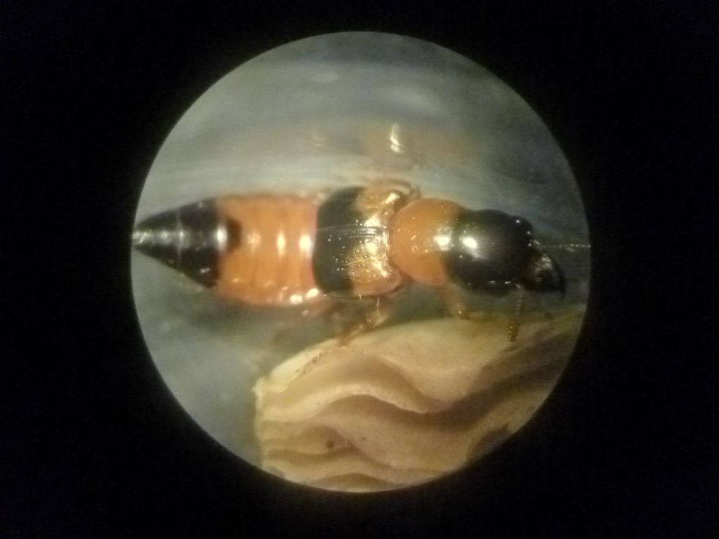 Staphylinidae: Oxyporus rufus